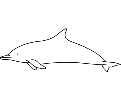 Common Dolphin Coloring Page